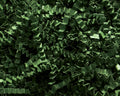 SizzlePak 10kg Forest Green opvulmateriaal